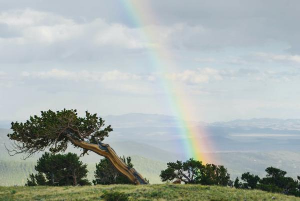 baum regenbogen